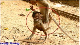 MG! Amara  Steal Baby Gino & Pull His Private! Adorable Baby Monkey Baby Tola & Gino. Activity.....!