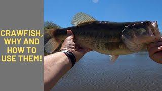 SPRING BASS FISHING: BERKLEY CHIGGER CRAW vs SENKO FAT BABY CRAW