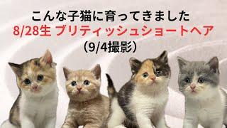 【37日目のブリティッシュショートヘア子猫】カラフルな兄妹たち