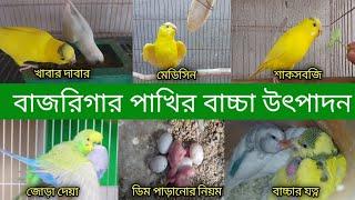 বাজারিগার পাখির বাচ্চা উৎপাদন ও বাচ্চার যত্ন Budgiri birds baby care Grow Life