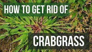 How to Get Rid of Crabgrass (4 Easy Steps)