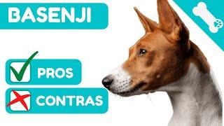  ADVANTAGES and DISADVANTAGES of owning a BASENJI  PROS  CONS of a BASENJI Dog.