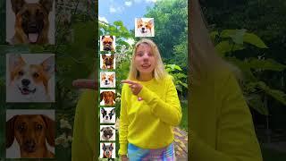 What dog am I? ️ #funny