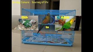 Jenday Conure |  A journey from chik to adult | Female Jenday