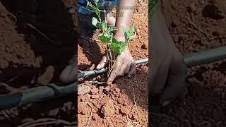 modern farming method Malli poo Honda power weader automatically #uzhavan #shorts #shortvideo