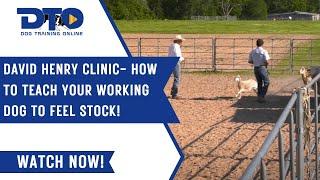 David Henry Clinic- How To Teach Your Working Dog To Feel Stock!