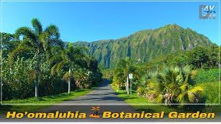 Hoomaluhia Botanical Garden | From Waikiki | Beautiful Garden, Birds Singing  Hawaii 4K Driving