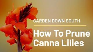 How To Prune Canna Lilies