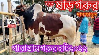 85- পারাগ্রাম গরুর হাট ২০২২ || Hazratpur paragram gorur haat 2022 || বড় ষাঁড় গরুর দাম জানুন।