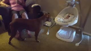 Pitbull meets baby for first time.