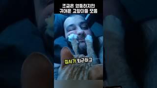 조금은 엉뚱하지만 많이 귀여운 고양이들 모음