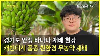 수도권에서 첫 출하된 국내산 ‘바나나’