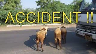 Goat, Cow, Sheep Had Road accident  in India