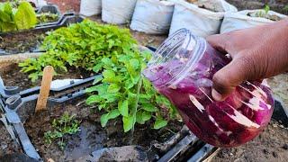 Never Throw Away Onion Peels, Make This Fertilizer, Your Tomatoes & Peppers Will Grow Like Crazy