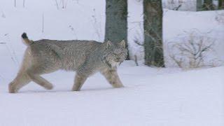 Lynx And Wolf Playing?