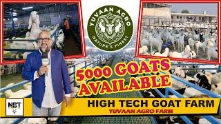 Biggest Sojat Goat’s Shade High Tech Goat Farm Yuvaan Agro