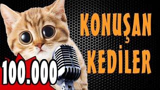 Rıfkı Özel Konuşan Kediler 100000 - Komik Kedi Videoları