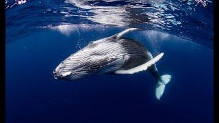 Wild Italy - I giganti del Mediterraneo [Documentario]