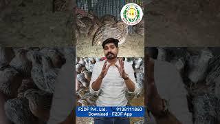 तीतर और बटेर पालन में कमाई | Guinea fowl farming | bater palan