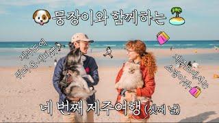 [제주도️쀼이로그] 러닝과 패션을 사랑하는 세바쀼가 제주도에서 하는 일️(셋째 날) | 반려견과 함께 제주도여행🫰