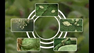 See how Potato Late Blight develops