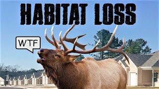 HABITAT LOSS: Why is it ignored?