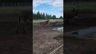 Two miniature donkeys playing tug with a ball