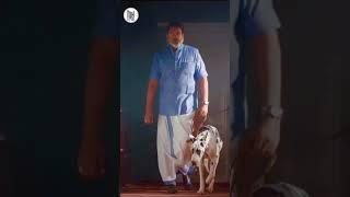 Kaaval Trailer/Action /Suresh Gopi /Goodwill Entertainments/Renji Panicker