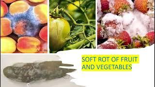 Soft Rot of Fruits and Vegetables, causes, symptoms and cures