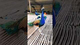 Cutest Peacock's cute sound #peacock #viral #florist786 #moor #reels