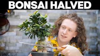 I Cut My Bonsai Tree In Half