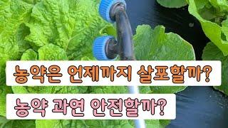 김장배추 농약 과연 안전할까?언제까지 방제해야 되나?