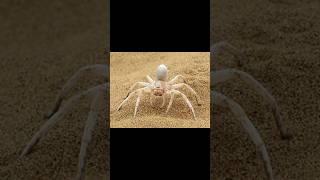 White dancing lady spider | #youtubeshorts | # shorts | #trending | #viral