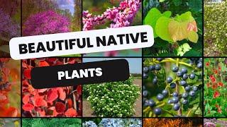  Let’s Talk Native Plants 