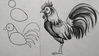 how to draw a cock easy pencil sketch step by step,how to draw hen,learn to easy draw a hen,bird dra