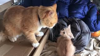 Dad cat beats up kitten and gets a kiss from mom at the end. Part 1.