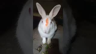 cute bunny #viralvideo #business #shortvideo #yoitubeshorts #trending #cuteanimal #cute #cutepet