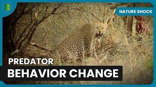 Man Eating Lions Terrorize Villages - Nature Shock - Documentary