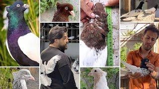 На любой вкус и цвет! Игровые голуби Ирана | TOP Iranian pigeons   کبوترهای زیبای ایران