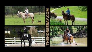 Quality horses for sale on Thehorsebay.com