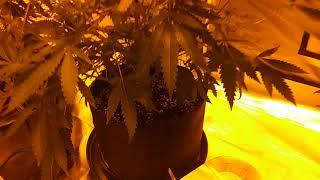 BATTLE OF LIGHTS, HPS vs MH. Gelato 86 Day 1 of flower 11/12/2019