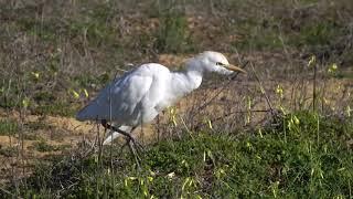 Sony RX10 IV 4K. Western cattle egret, Kuhreiher, Algarve, Portugal