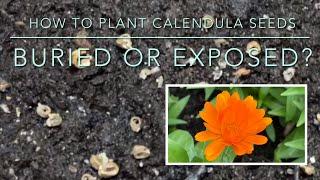 Best Way to Germinate Calendula Seeds l Buried or Exposed? Direct seeding or transplanting?