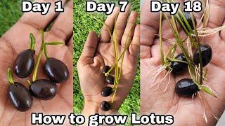 How to grow Lotus at home, How to grow lotus from seeds