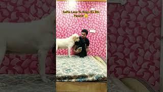 Female Dog's Ko Bhi Selfie Lena  Bohoth Pasand . #dog #labrador #pomeranian #shorts #tranding #pets