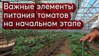 Важные элементы питания томатов на начальном этапе.