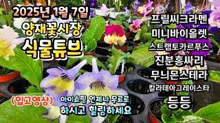 양재꽃시장 식물튜브 2025년 1월 7일 입고영상 시청 하시면서 힐링타임 되세요~  #양재꽃시장 #식물튜브 #월동 #관엽 #식물아빠