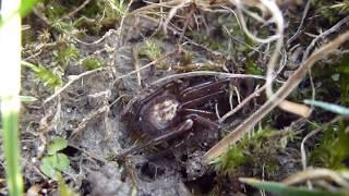 False widow spider - Steatoda nobilis - Kranskönguló - Gerfiekkja - Köngulær - Áttfætlur