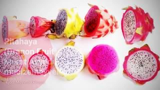 Pitahaya, Pitaya, Dragon Fruit, Ejder Meyvesi, Hylocereus undatus, egzotik meyveler, tropikal meyve