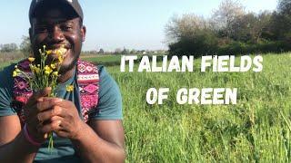 Italian Fields Of Green - Spring 2022 - Beautiful nature